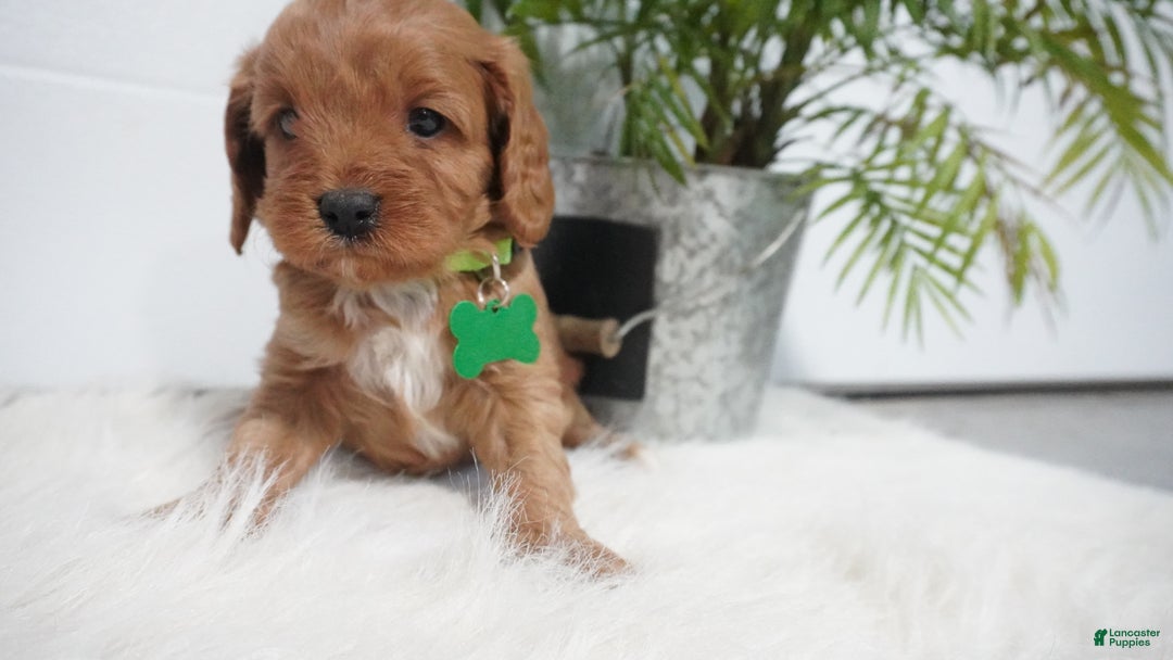 Cavapoo dogs for sale: Bryce  - Ad 8