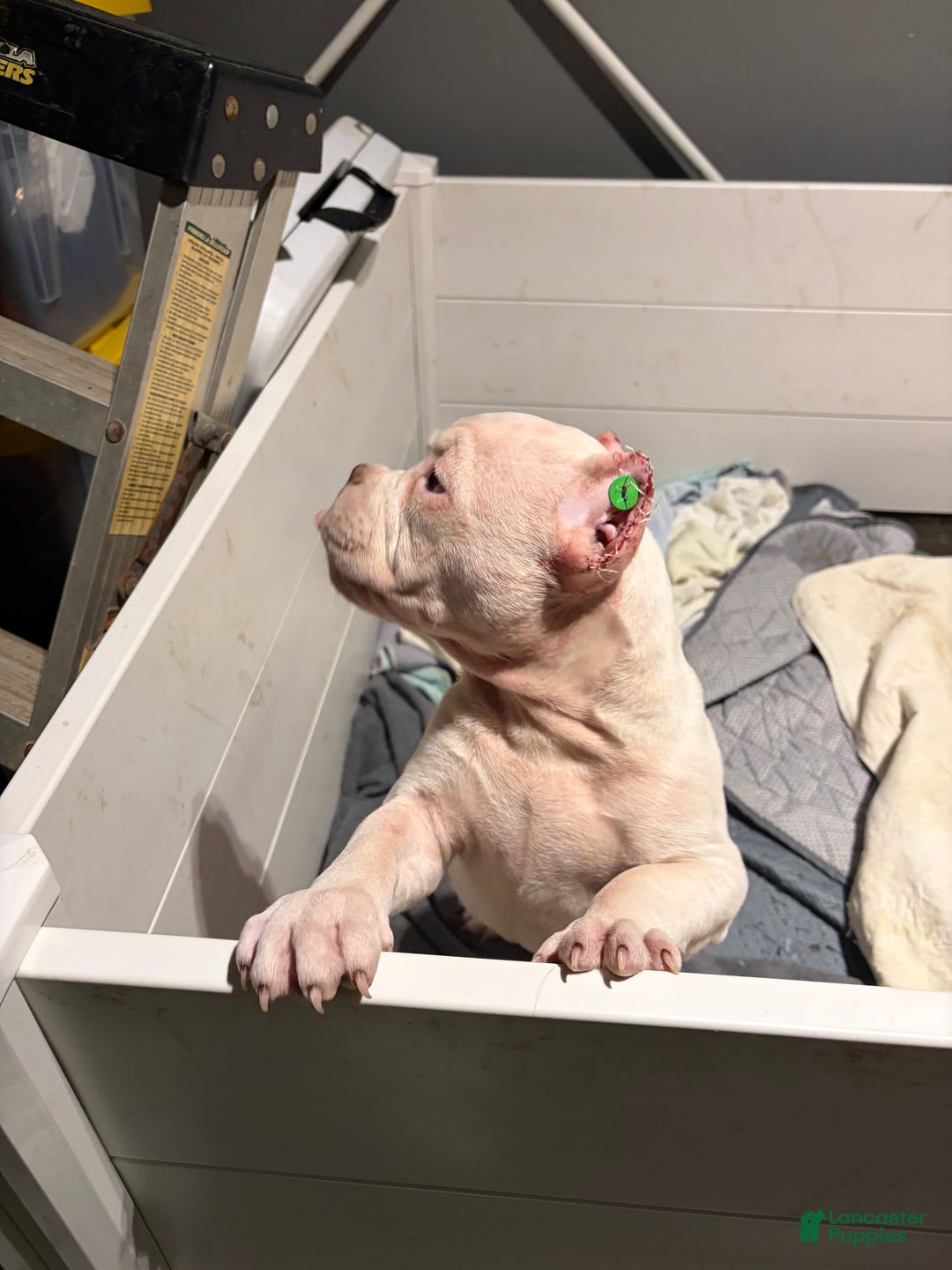 American Bully dogs for sale: American Bully Puppy 2 - Ad 2