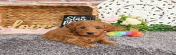 Mini Goldendoodle dogs for sale: Naomi - Ad 3
