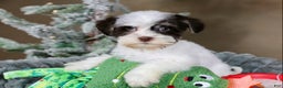 Havanese dogs for sale: Fruitcake - Ad 10