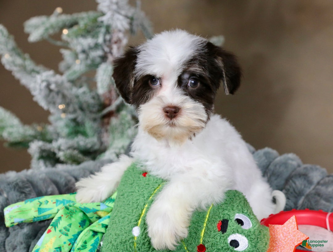 Havanese dogs for sale: Fruitcake - Ad 10