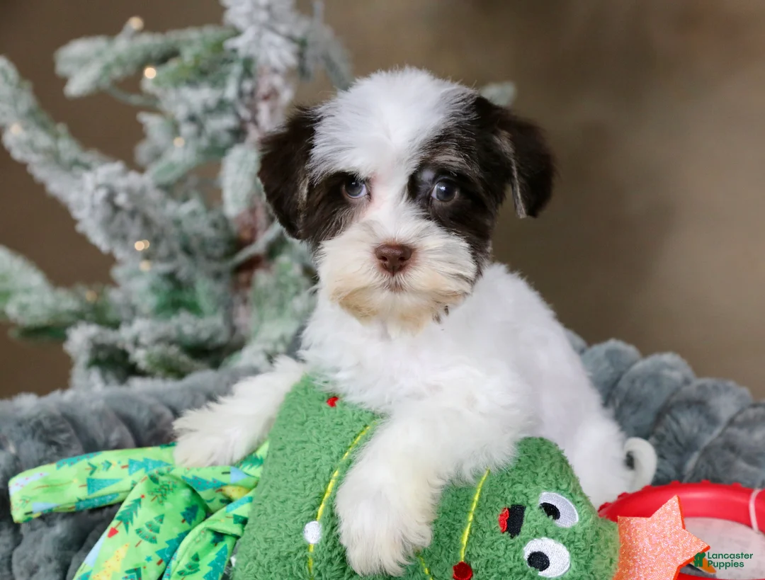 Havanese dogs for sale: Fruitcake - Ad 10