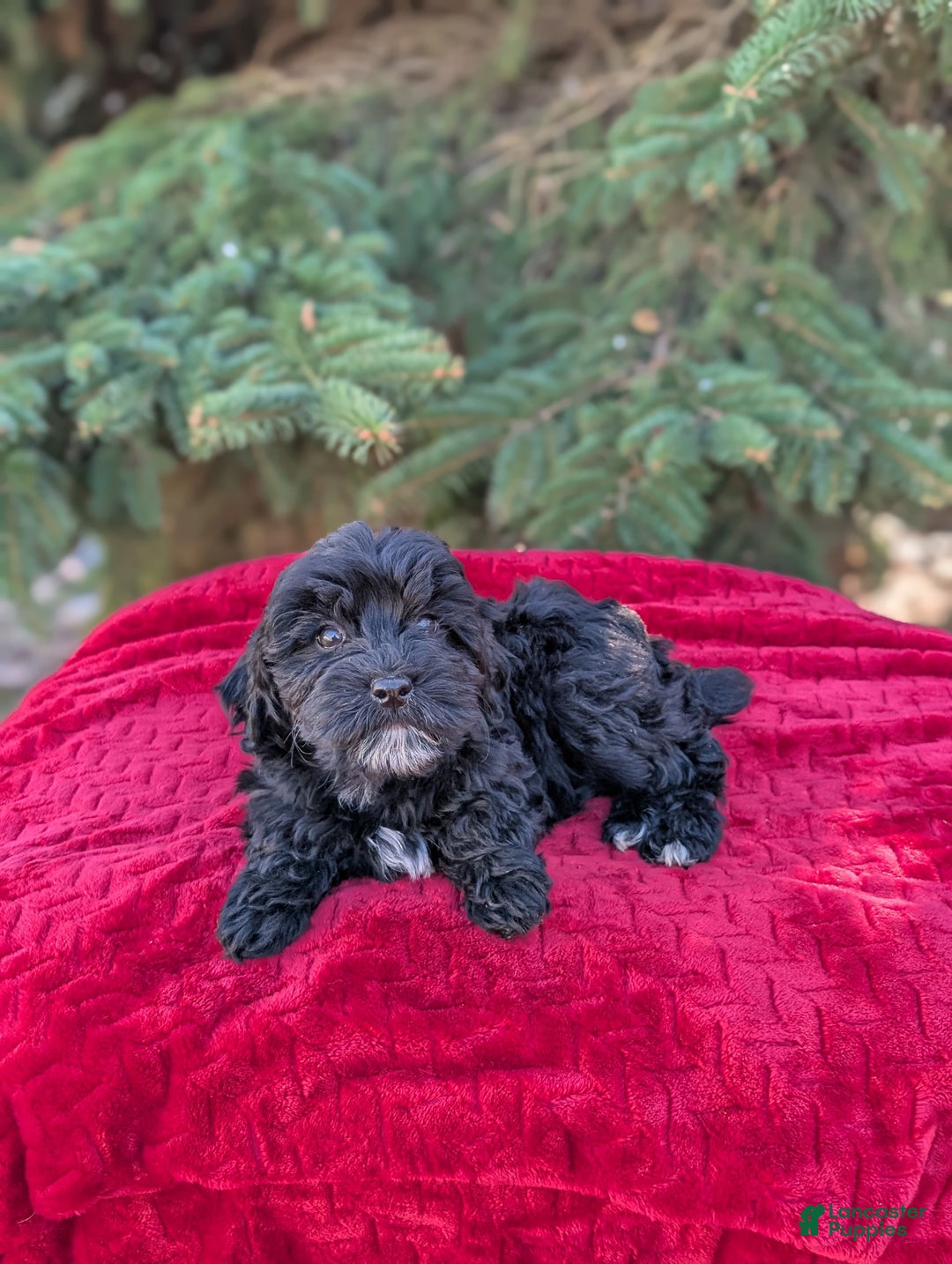 Shihpoo dogs for sale: Whinny  - Ad 3
