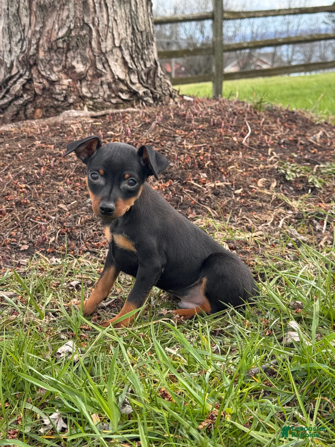 Miniature Pinscher dogs for sale: Quinn - Ad 2