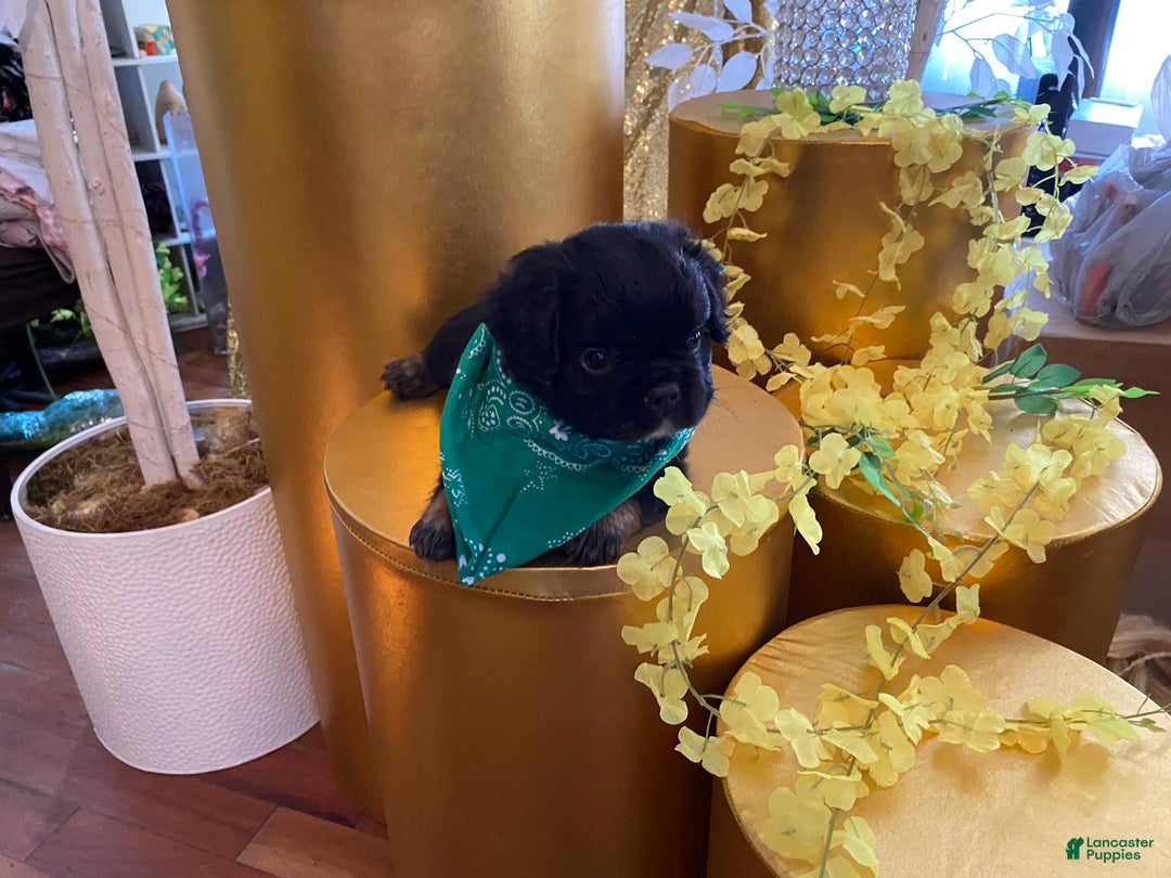 French Bulldog dogs for sale: Sage  - Ad 5