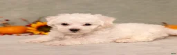 Bichon Frise dogs for sale: Quack - Ad 3