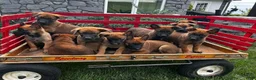 Belgian Malinois dogs for sale: Bronx - Ad 5