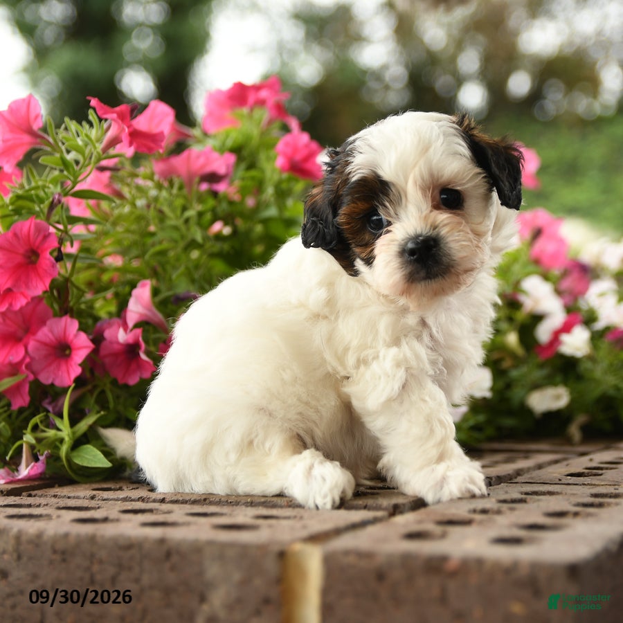 Shihpoo dogs Jasper - Ad 1