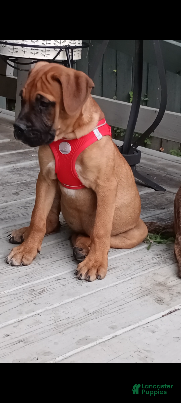 Bullmastiff dogs Luna - Ad 1