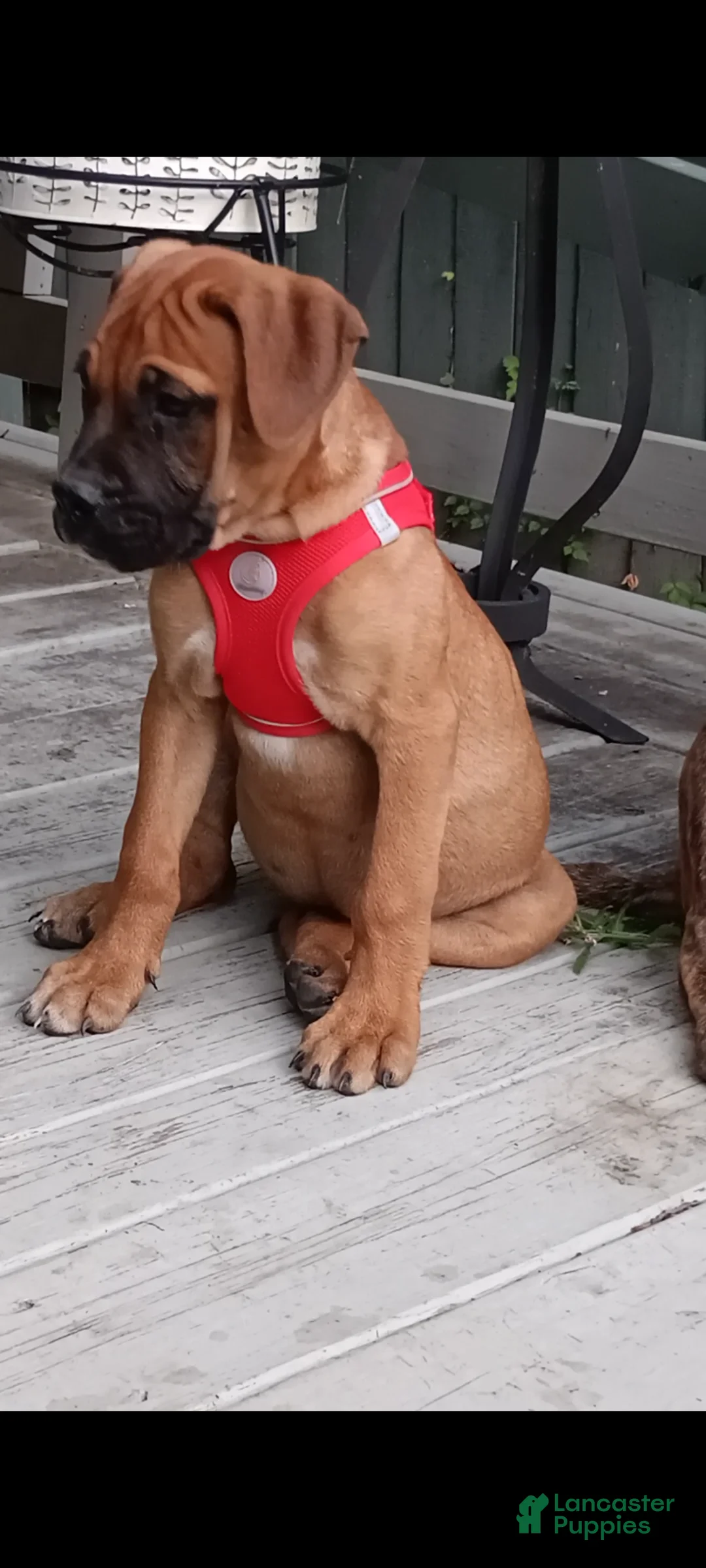 Bullmastiff dogs for sale: Luna - Ad 1