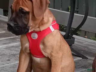 Bullmastiff dogs for sale: Luna - Ad 2