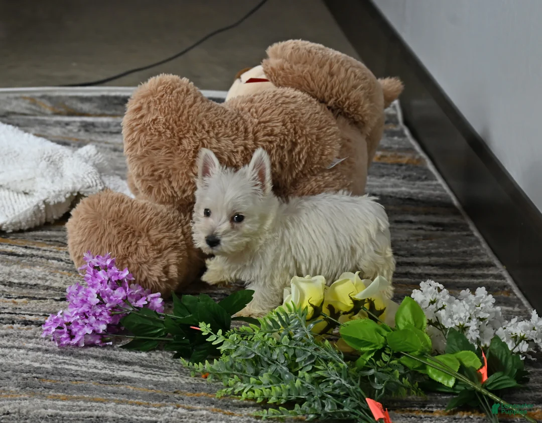 West Highland Terrier dogs for sale: Willis - Ad 1