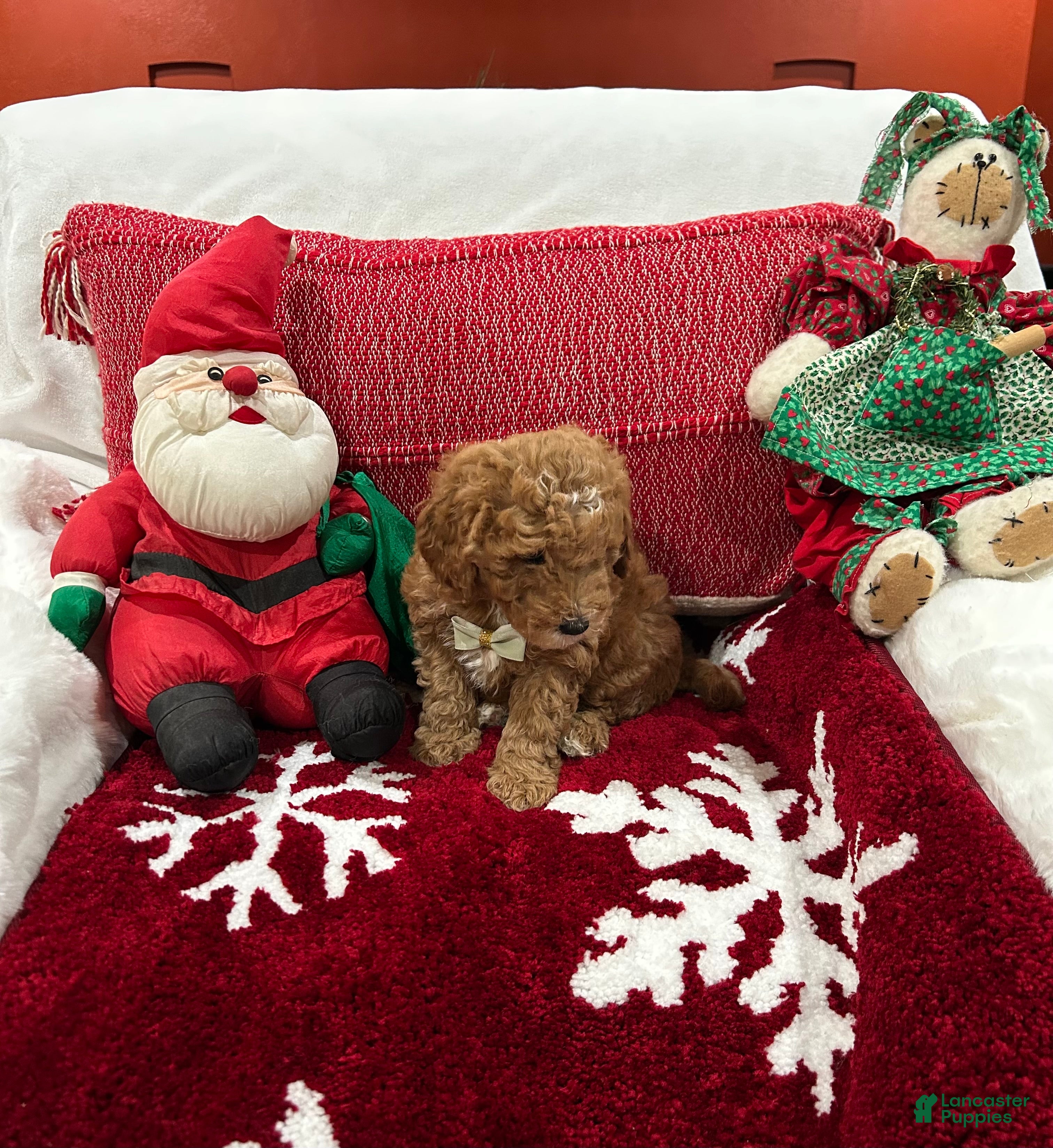 Mini Goldendoodle dogs Petite Mini Goldendoodle Coco - Ad 2