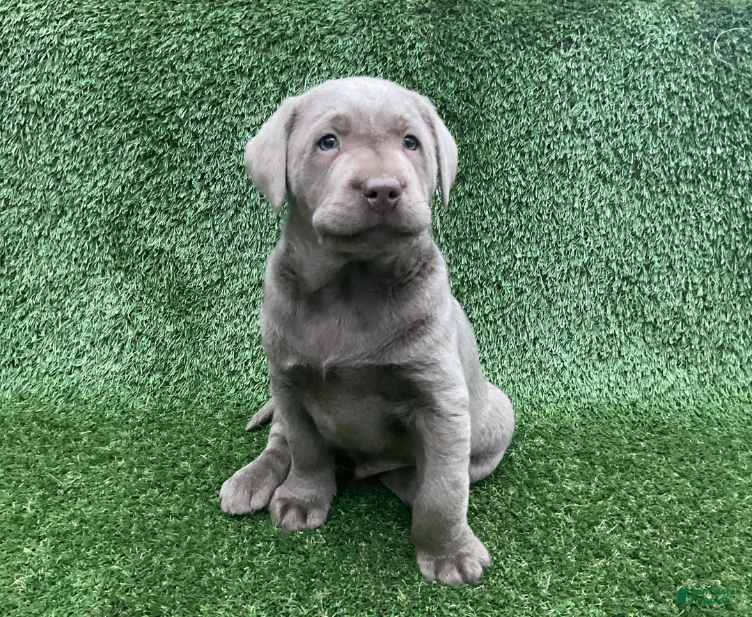 Labrador Retriever dogs for sale: Maverick  - Ad 2