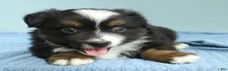 Miniature Australian Shepherd dogs for sale: Cedar 🌳 - Ad 2