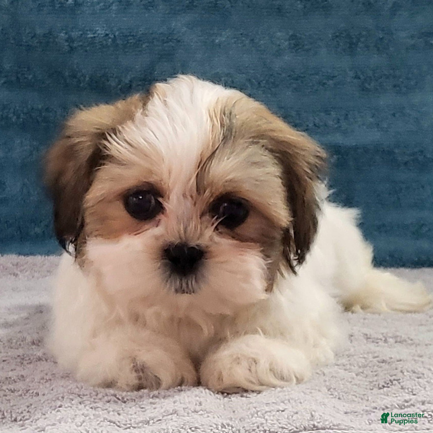 Teddy Bear dogs Spartan  - Ad 1