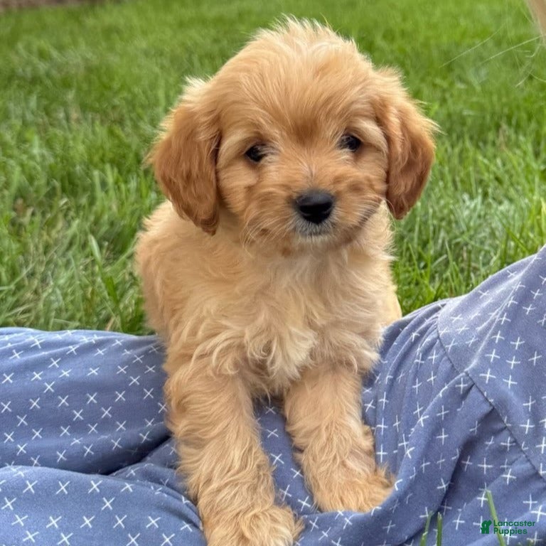 Cavapoo dogs Paula  - Ad 2