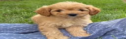 Cavapoo dogs for sale: Paula  - Ad 2