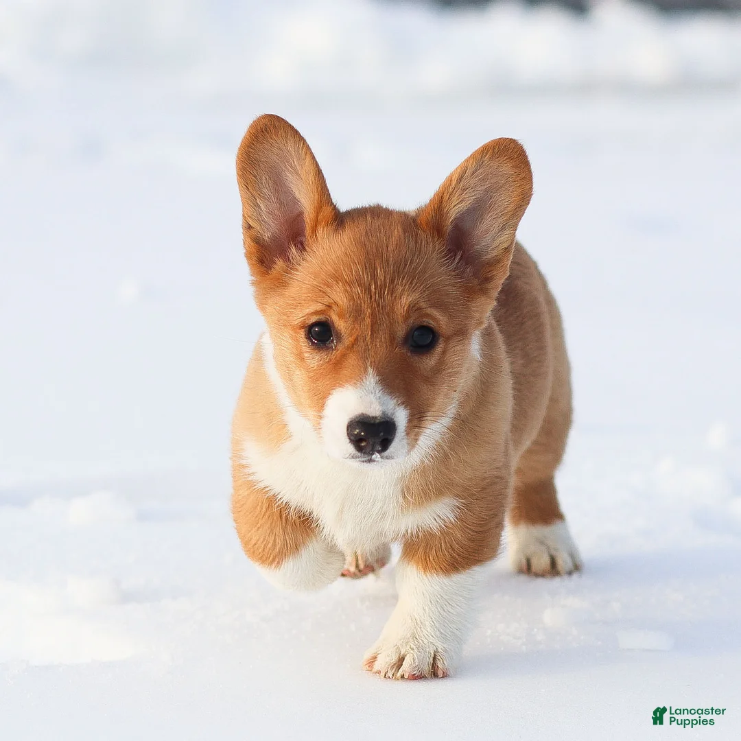 Welsh Corgi Pembroke dogs for sale: Kallie Welsh Corgi Pembroke Puppy - Ad 8