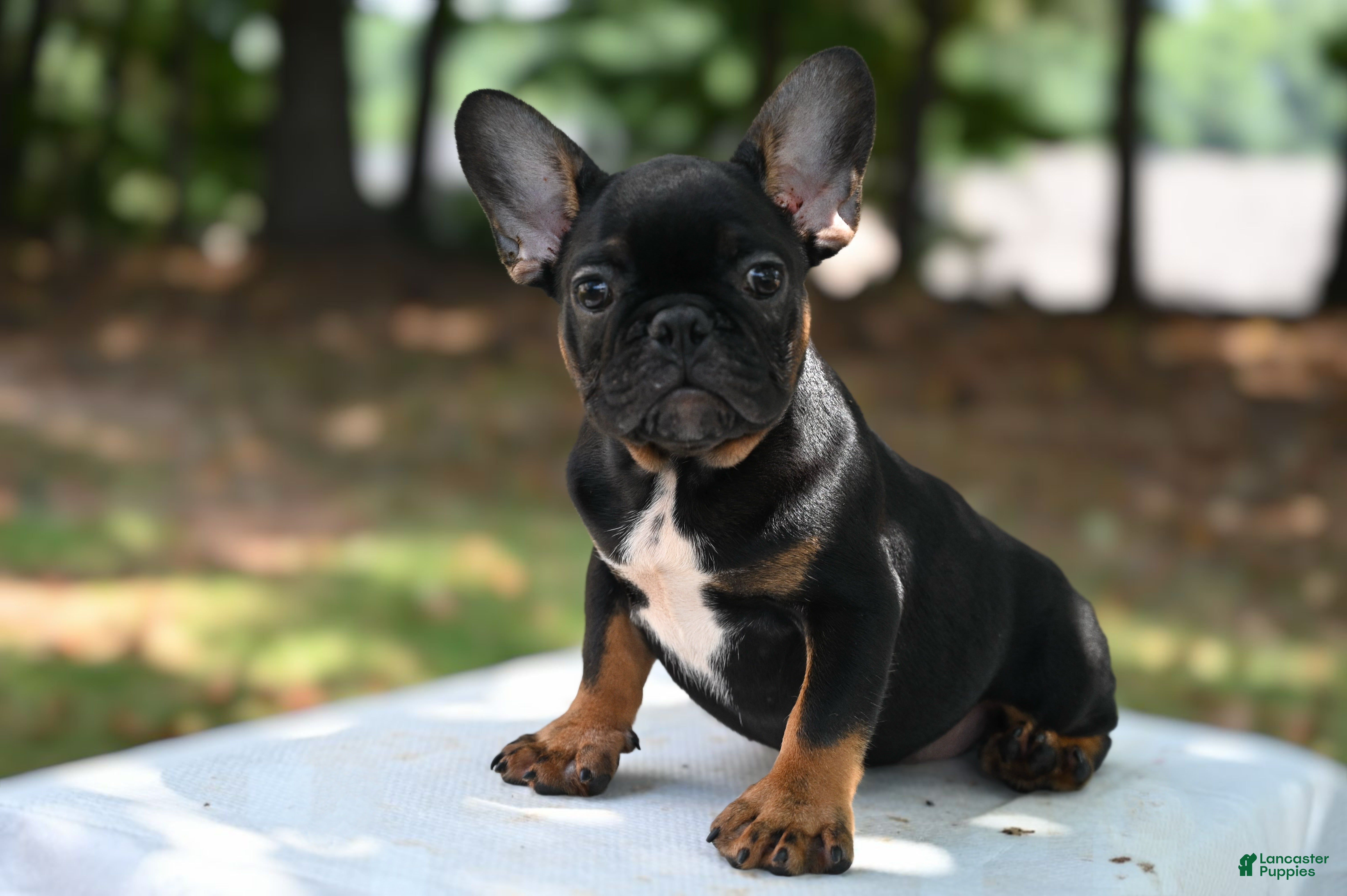 French Bulldog dogs Charlie - Ad 1