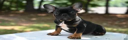 French Bulldog dogs for sale: Golden kid - Ad 16