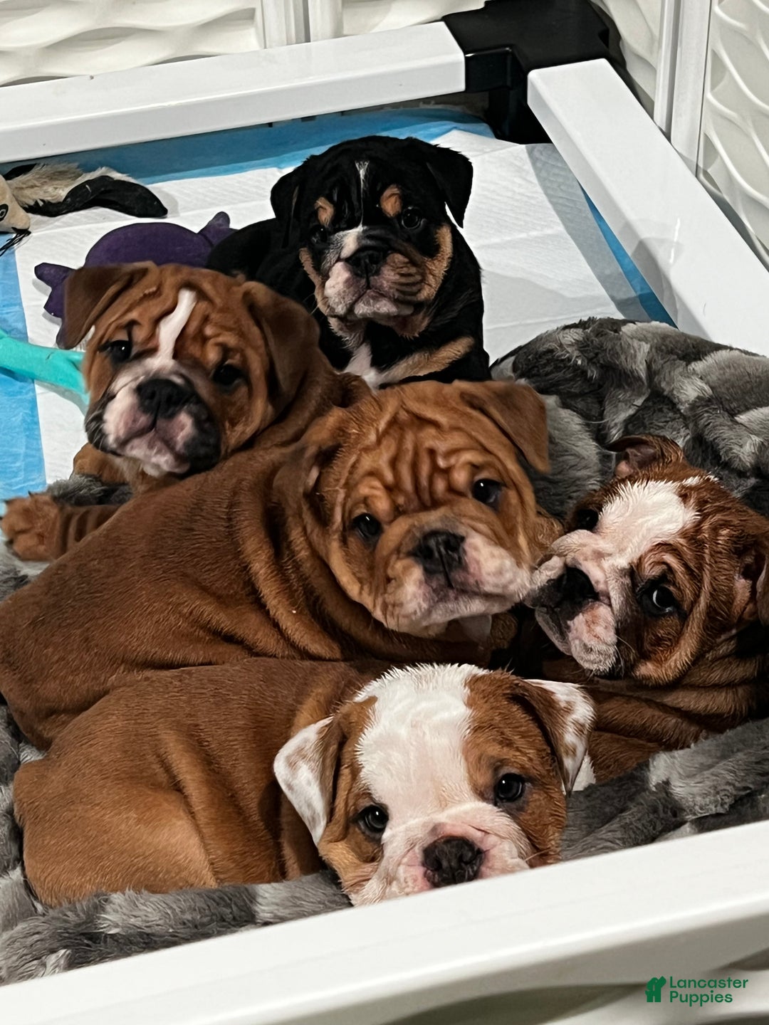 English Bulldog dogs for sale: English Bulldog litter of 5 puppies - Ad 25
