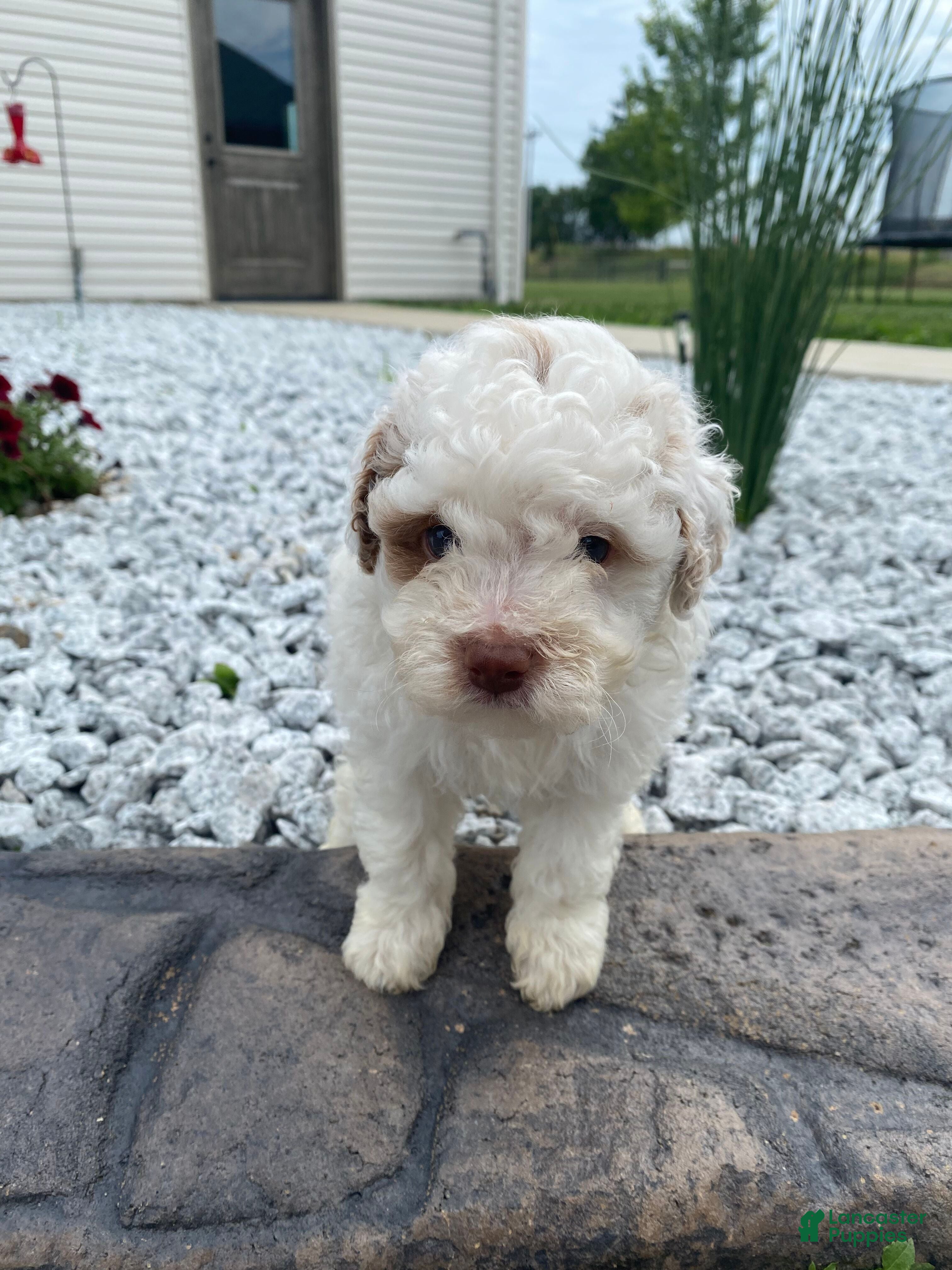 Miniature Poodle dogs Logan - Ad 2