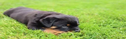 Rottweiler dogs for sale: Roxy - Ad 11