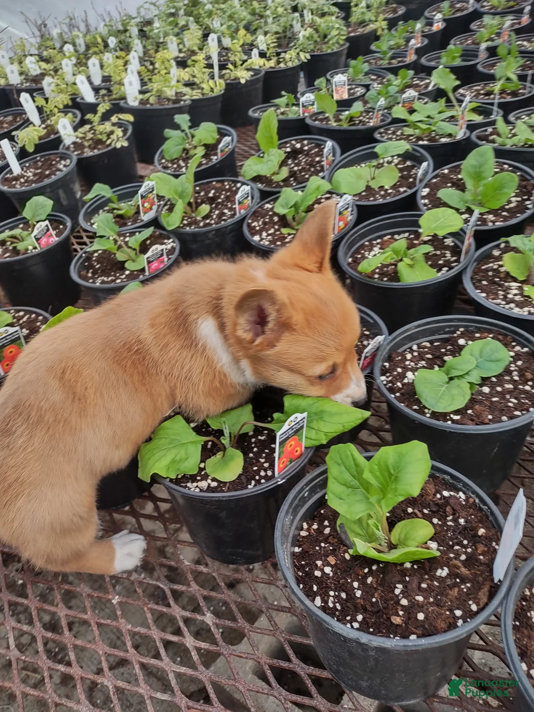 Welsh Corgi Pembroke dogs for sale: Brown Collar  - Ad 7