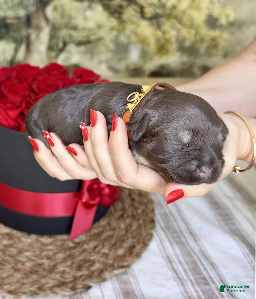 Gallery Image {{count}}