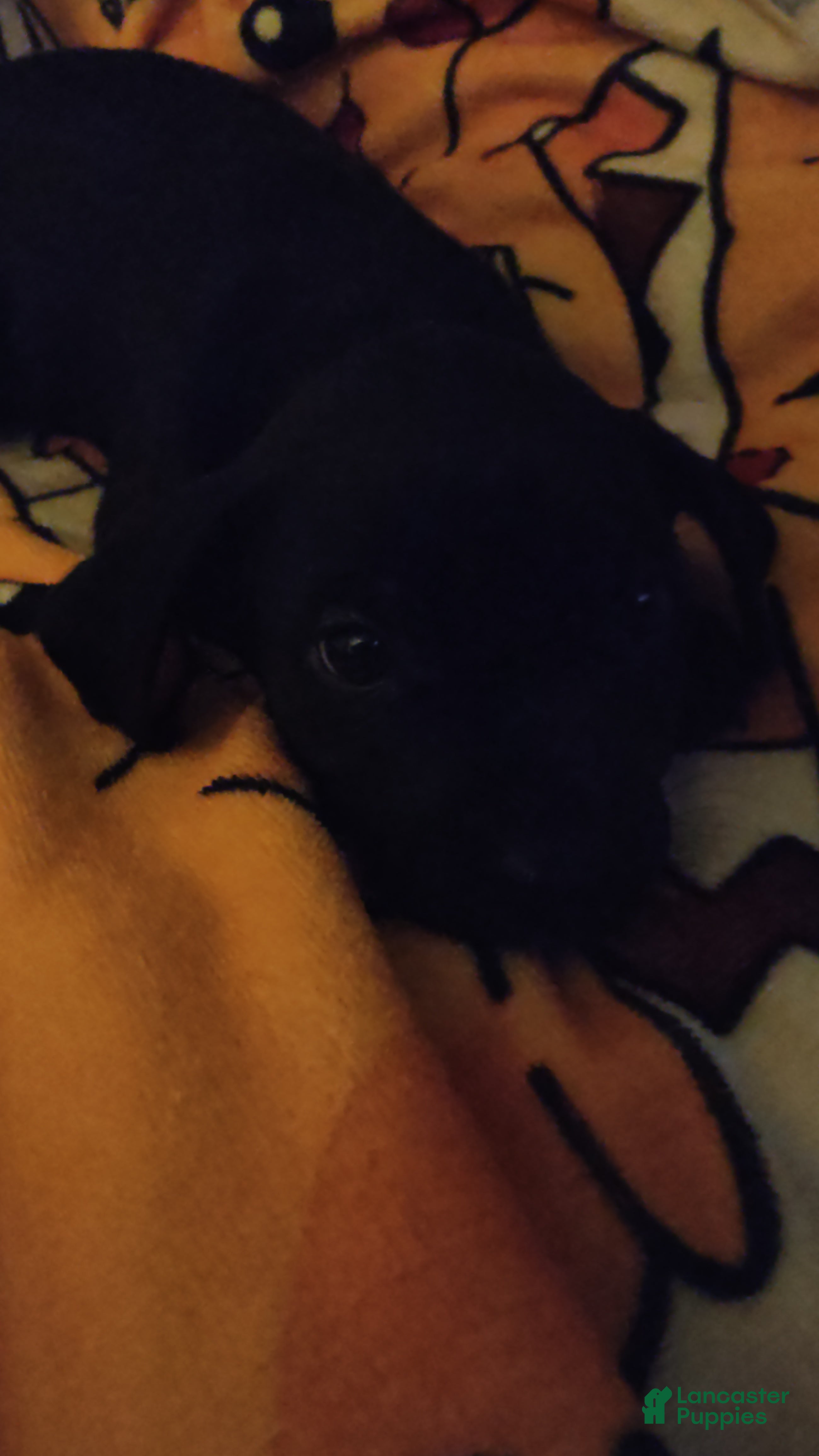 Mixed Breed dogs for sale: Mittens  - Ad 15