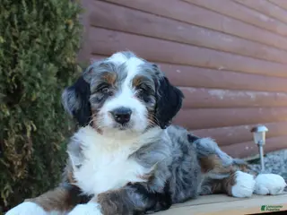 Bernedoodle dogs for sale: Lukas - Ad 1