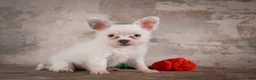 Chihuahua dogs for sale: Alex - Ad 2