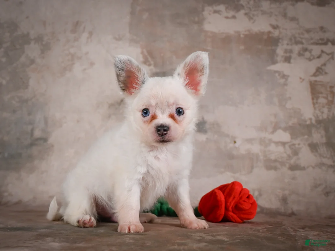 Chihuahua dogs for sale: Alex - Ad 2