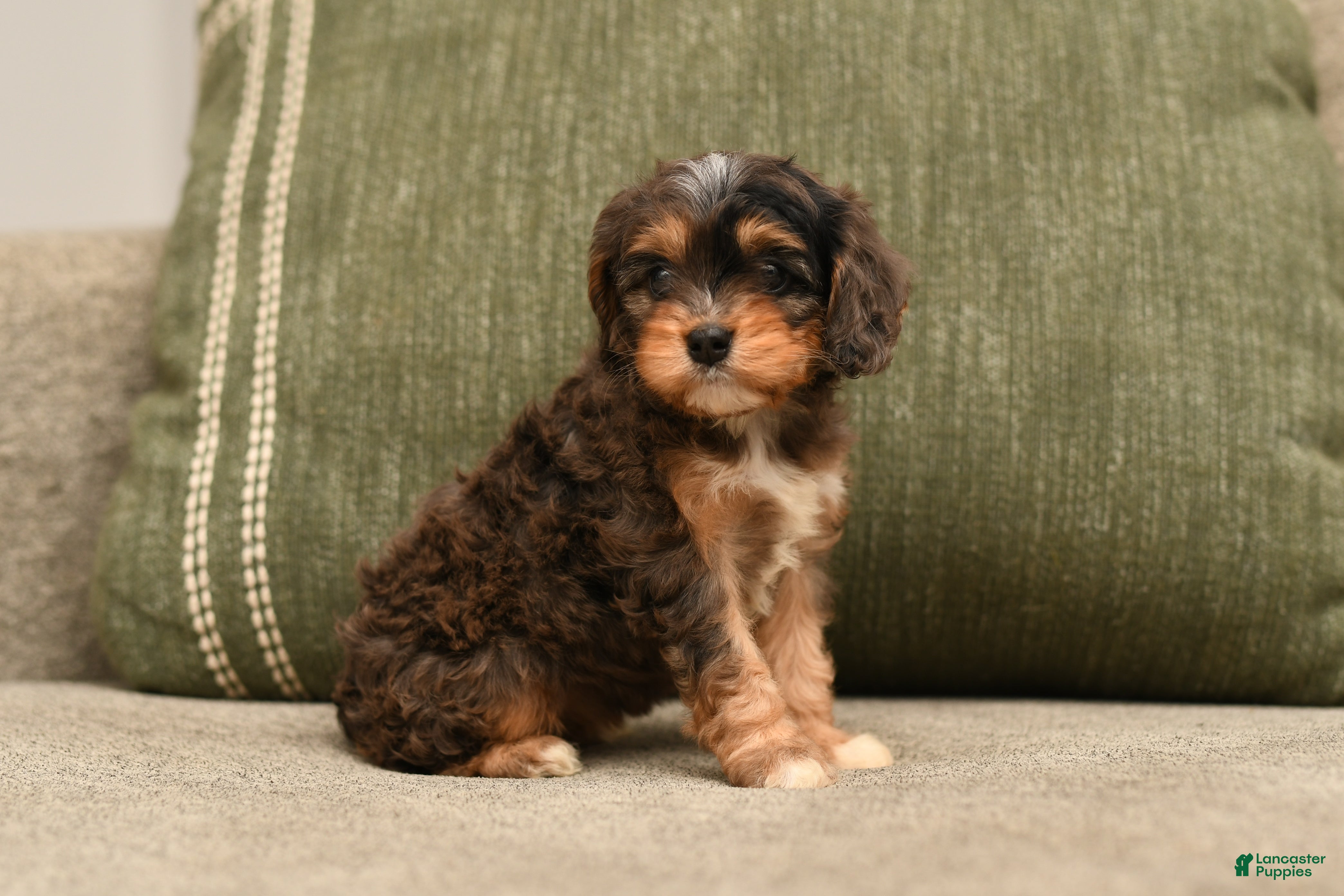 Cavapoo dogs Chloe - Ad 2