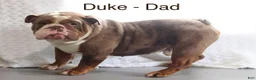 English Bulldog dogs for sale: Darcy - Ad 5