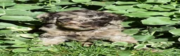 Standard Poodle dogs for sale: Standard Poodle 5 Chocolate Merle - Ad 5