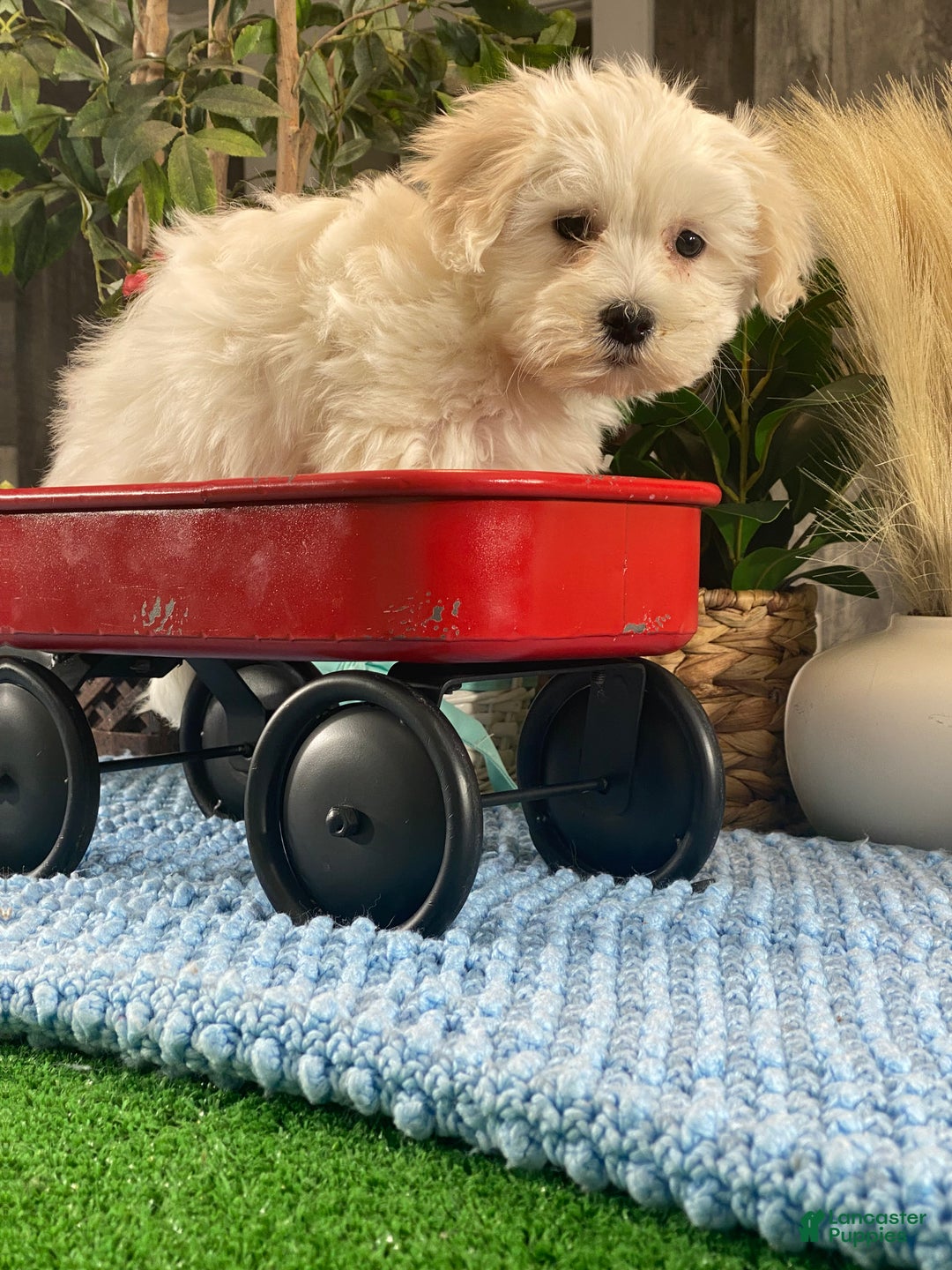 Coton De Tulear dogs for sale: Charlotte  - Ad 4