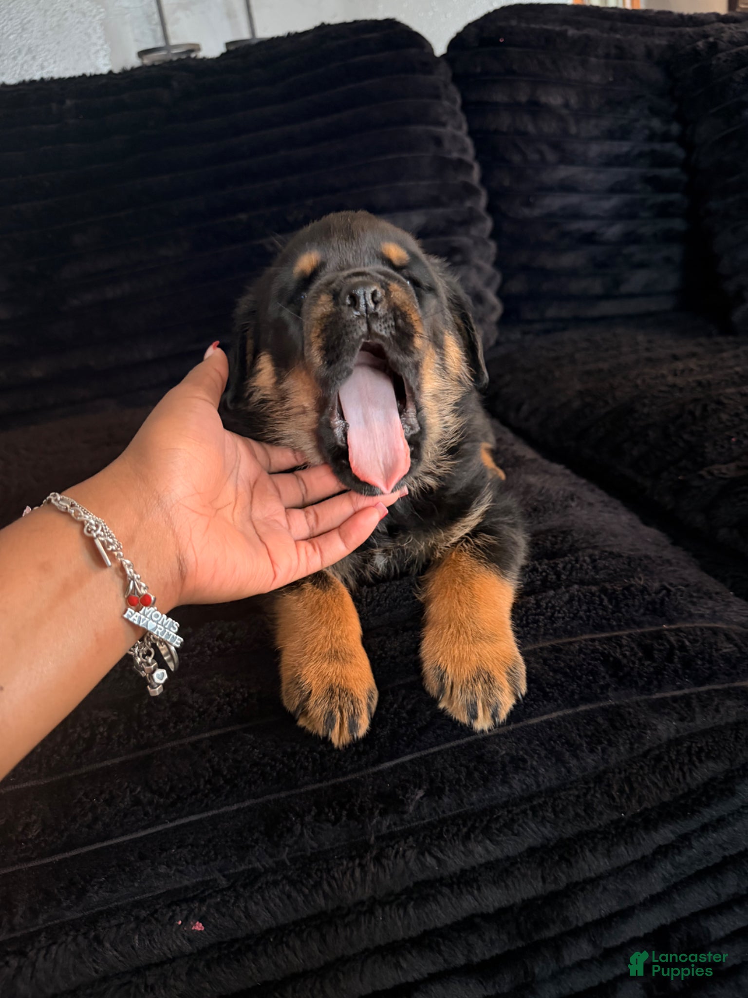 Rottweiler dogs Rottweiler Puppy 1 - Ad 6