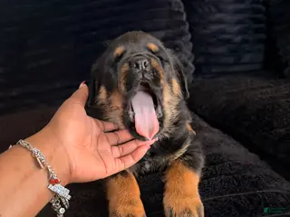 Rottweiler dogs Rottweiler Puppy 1 - Ad 6