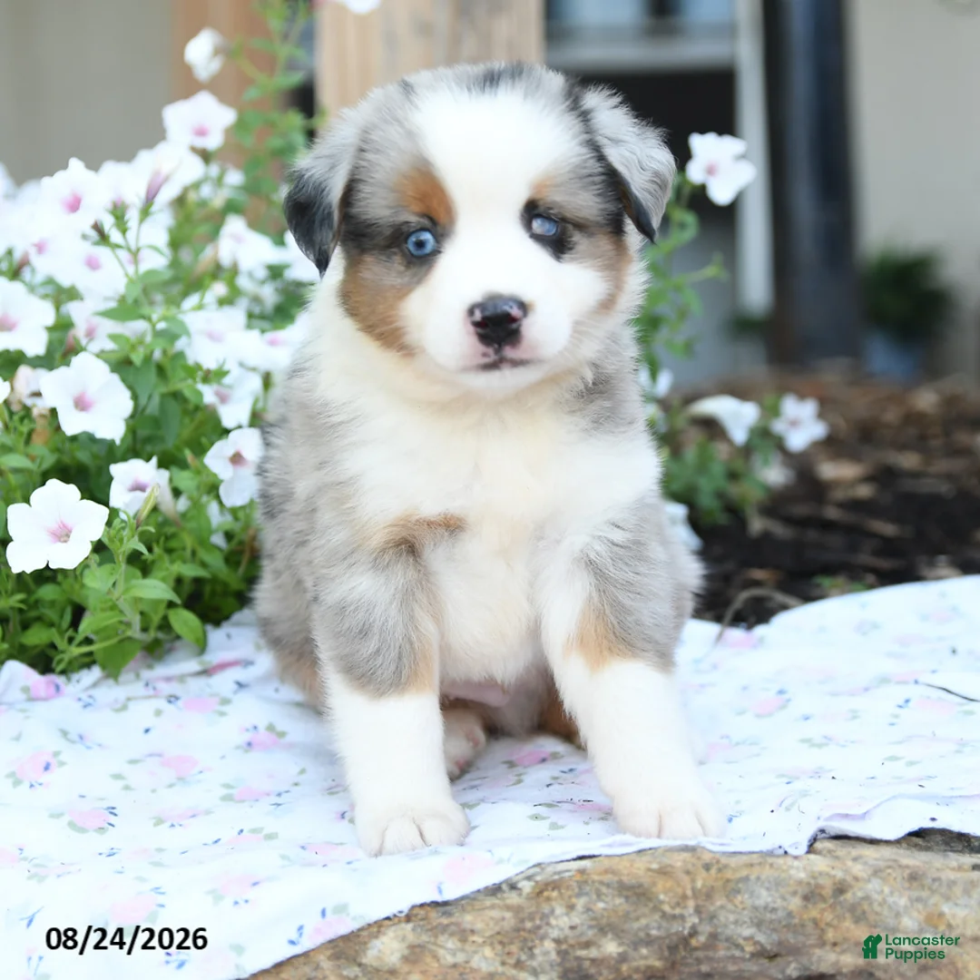 Miniature Australian Shepherd dogs for sale: Wilbur - Ad 2