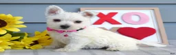 West Highland Terrier dogs for sale: Brianna - Ad 6