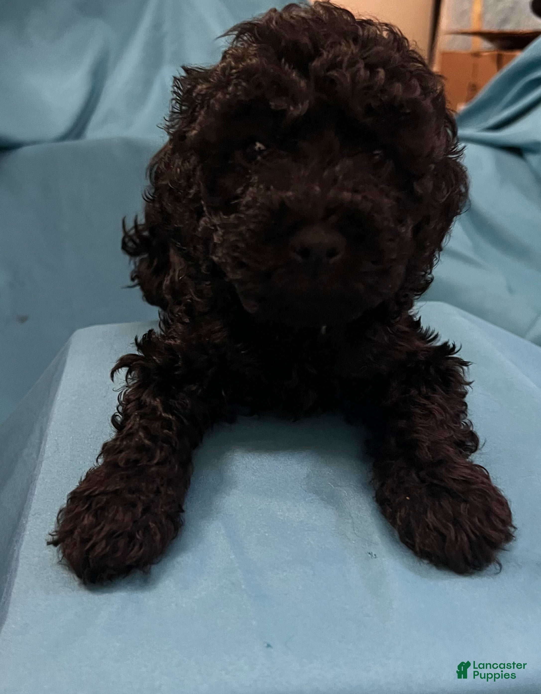 Cockapoo dogs Mylo - Ad 1