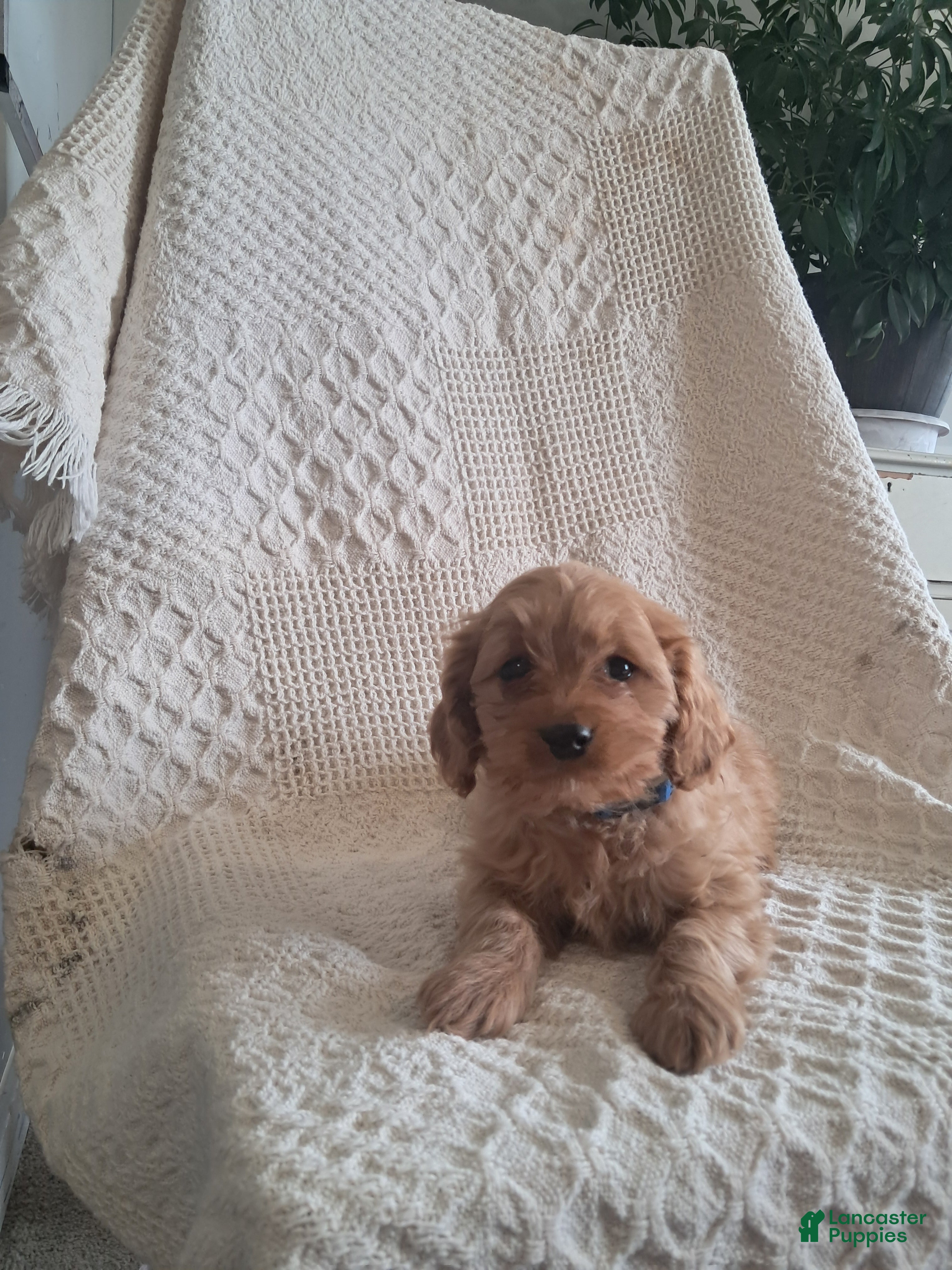 Cavapoo dogs Sonshine - Ad 1