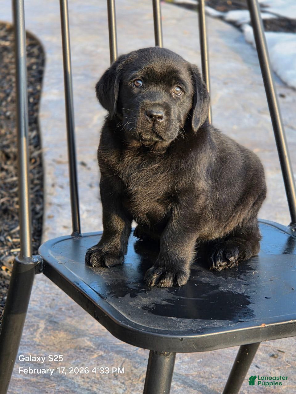 Labrador Retriever dogs Buster  - Ad 1