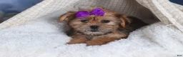 Shorkie dogs for sale: JULIE - Ad 7