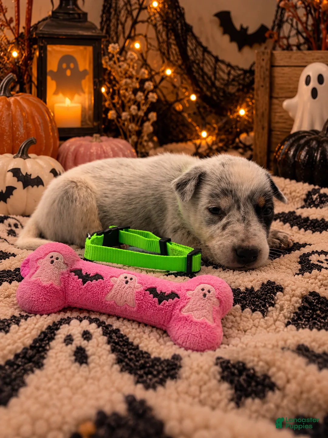 Australian Cattle Dog dogs for sale: Whiskey - Green Collar - Ad 2