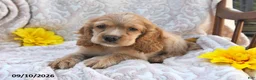 English Cocker Spaniel dogs for sale: Roger Lee - Ad 3