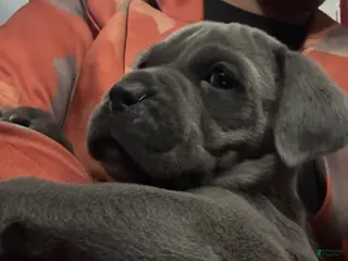 Cane Corso dogs Thor - Ad 9