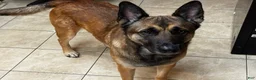 Belgian Malinois dogs for sale: Dina - Ad 11